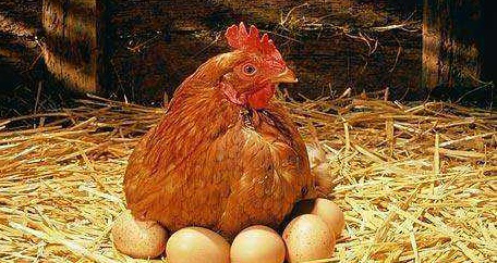 母鸡每次下蛋后,为什么会"咯咯哒"的叫?老农说了几点原因