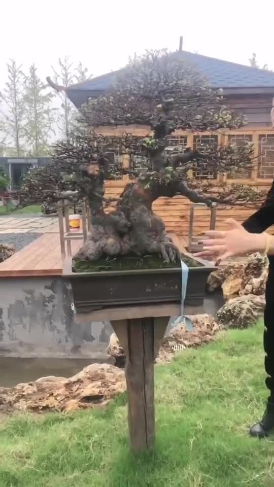 百年榆树老桩盆景