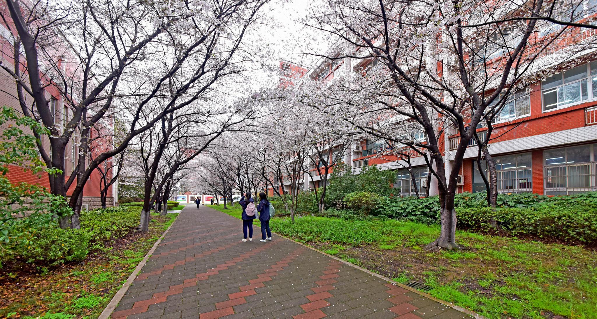 江苏省天一中学的樱花如期绽放,无锡城乡到处是樱花的