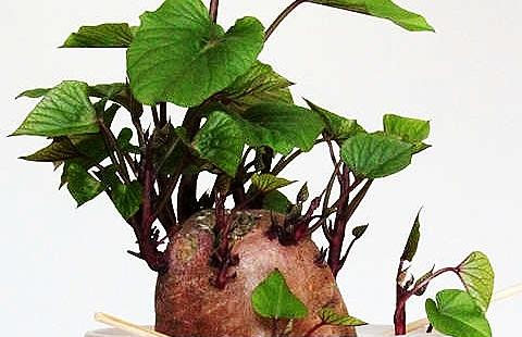 山芋发芽能吃吗 新浪网