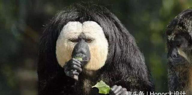 百毒不侵: 世界上最奇特的生物,白面粗尾猿榜上有名,百毒不侵就是它! 世界上最奇特的生物,白面粗尾猿榜上有名,百毒不侵就是它!