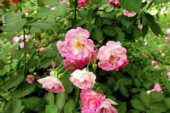 パネル R4.10.26 花 (薔薇 5) | academiadevendasmb.com.br