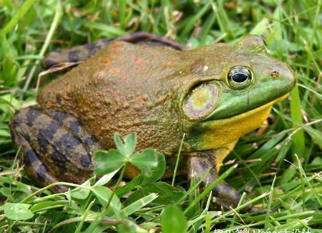 百毒不侵: 世界上最奇特的生物,白面粗尾猿榜上有名,百毒不侵就是它! 世界上最奇特的生物,白面粗尾猿榜上有名,百毒不侵就是它!