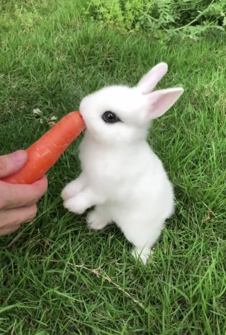小白兔白又白两只耳朵竖起来爱吃萝卜爱吃菜蹦蹦跳跳真可爱