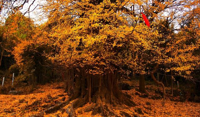 贵州长顺县广顺镇石板村"银杏王",被称为中华银杏王,有着4000多年的