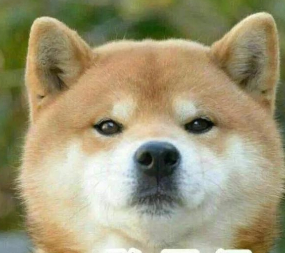 100只狗狗包场看电影,狗主人:比带娃还安静