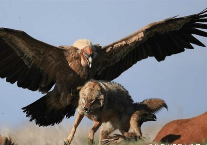 世界上最大的鹰,长度达8米多,没有任何天敌,可谓"空中
