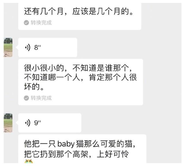 孙俪发文：希望不要再有那么多伤害！小花为救小猫求助妈妈