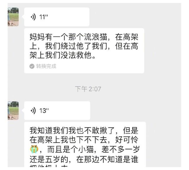 孙俪发文：希望不要再有那么多伤害！小花为救小猫求助妈妈