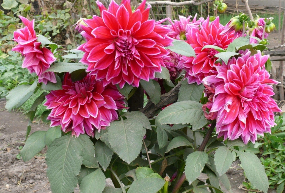 种"地瓜花,开花时间长,花朵硕大美艳,适合盆栽观赏