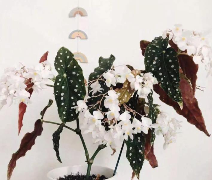 网红植物之鳟鱼秋海棠,叶奇花美,高级又清新