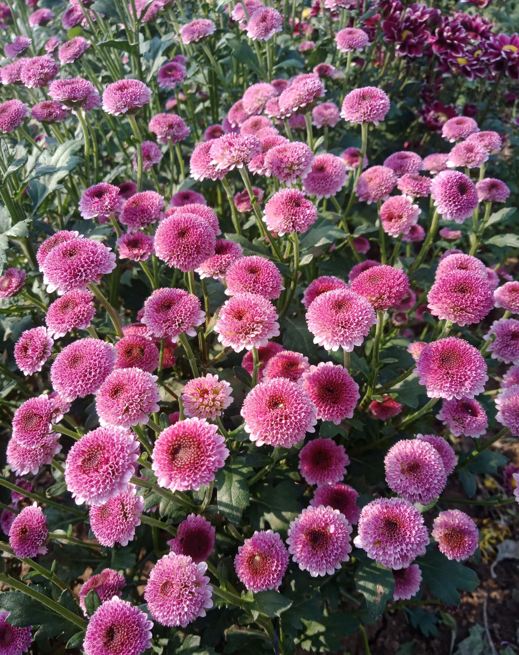 纽扣菊,阳台盆栽"新宠",花朵精致美丽,花期长,养护也简单