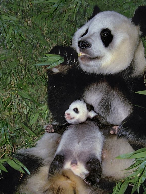 一级重点保护动物,"国宝"大熊猫,可爱呆萌为国争光