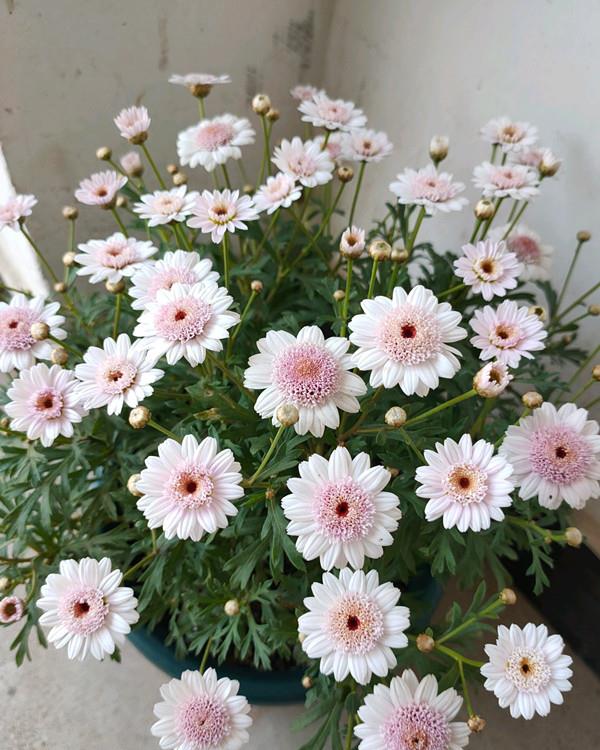 木春菊,适合秋天养的盆栽花卉,开花勤快,容易爆盆,年年有花开