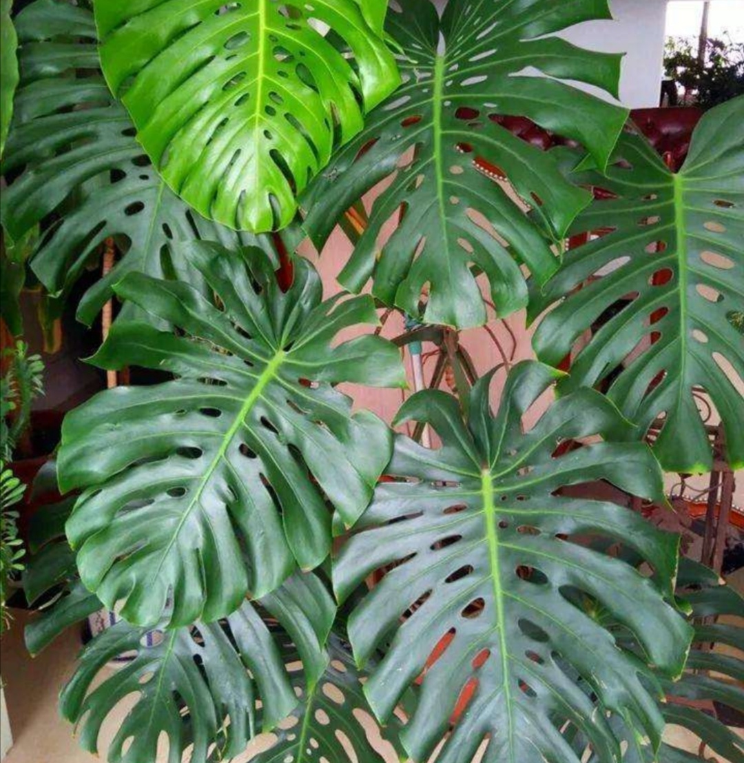 6种大叶子植物适合客厅养美观又大方