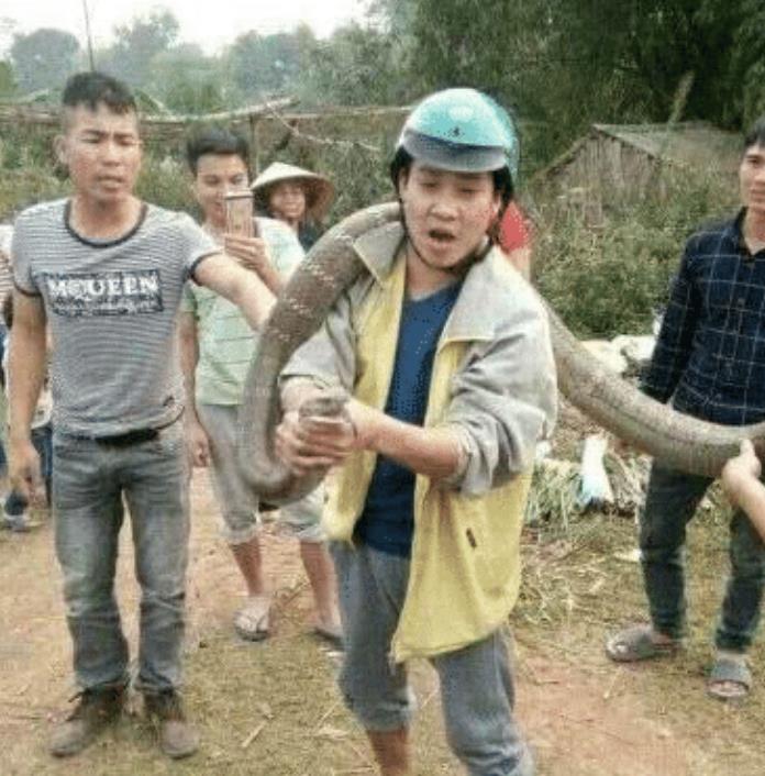 世界上个头最大的毒蛇，能免疫所有蛇类的毒素，网友：万蛇之王