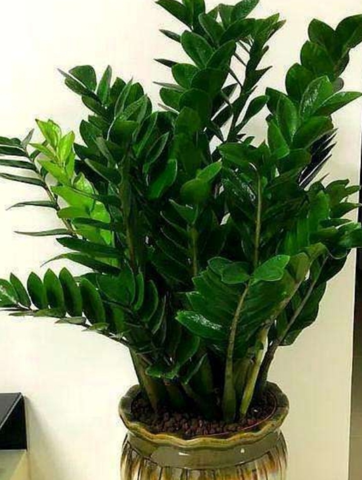 适合客厅养的6种植物姿态优美美观大方寓意又美好