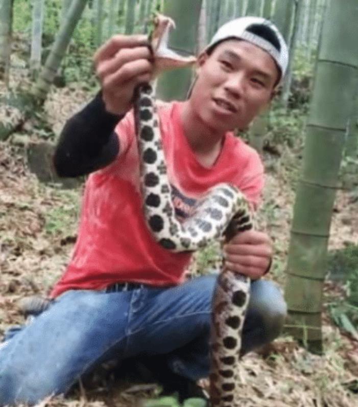 中国毒蛇排行榜，最好不要招惹去它们，都很危险