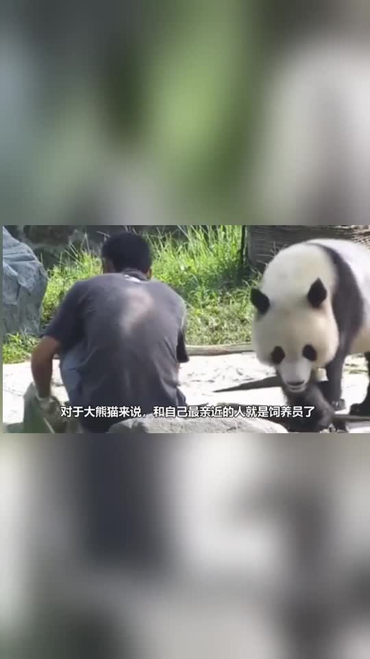 奶爸和大熊猫成为了好兄弟勾肩搭背趴地上唠嗑镜头记录全过程
