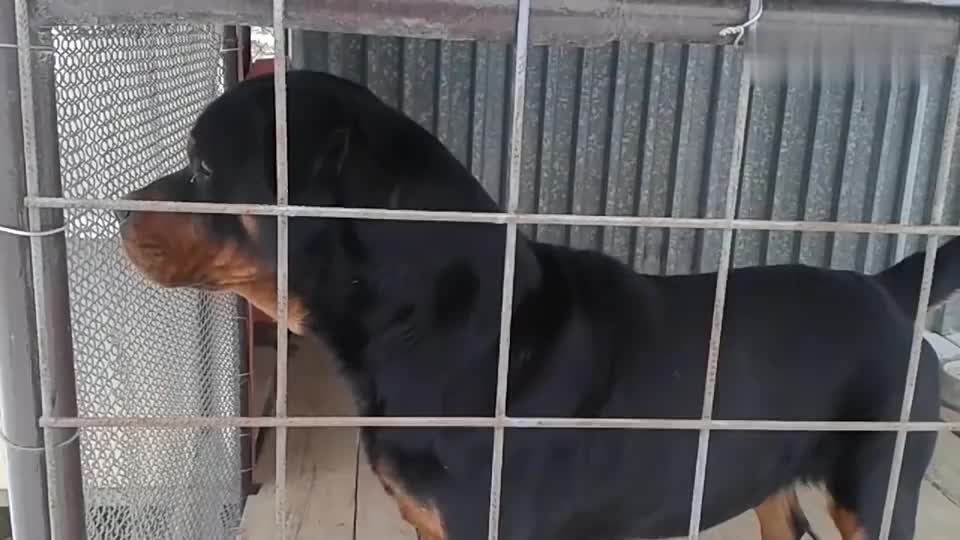 罗威纳犬长相非常独特,全身披着一层黑色的毛皮,乌黑油亮