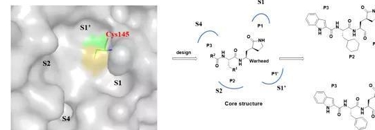 sars-cov-2主蛋白酶抑制剂的设计策略及化合物11a和11b的化学结构