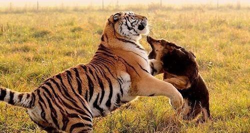 马虎,奇异生物至今成谜!专门猎杀老虎