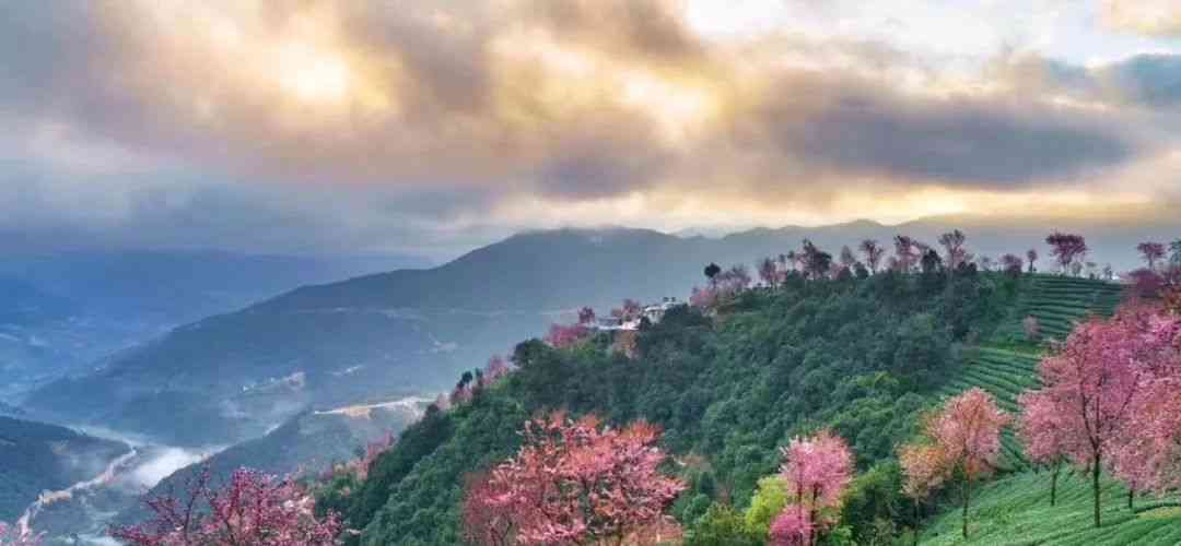 这个景区就是位于云南大理的无量山樱花谷.