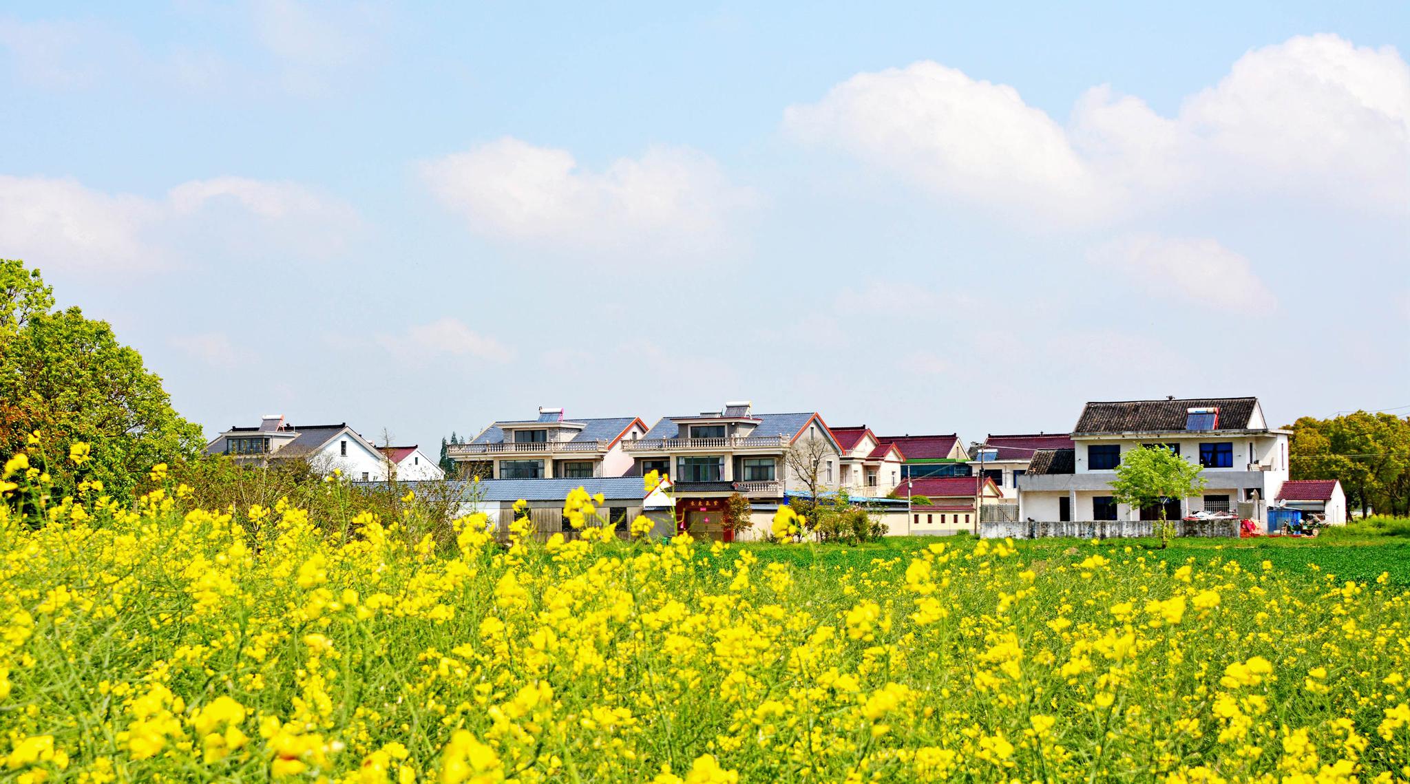 羊尖小镇,美丽乡村,丽安春色.江苏省无锡市锡山区.