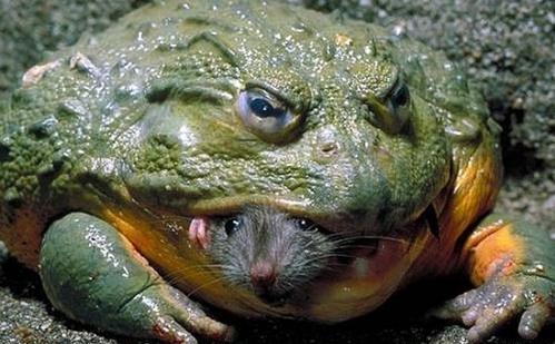 百毒不侵: 世界上最奇特的生物,白面粗尾猿榜上有名,百毒不侵就是它! 世界上最奇特的生物,白面粗尾猿榜上有名,百毒不侵就是它!