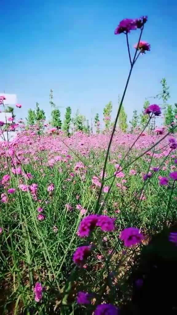 等什么君邓寓君的春庭雪旋律如水空灵震神