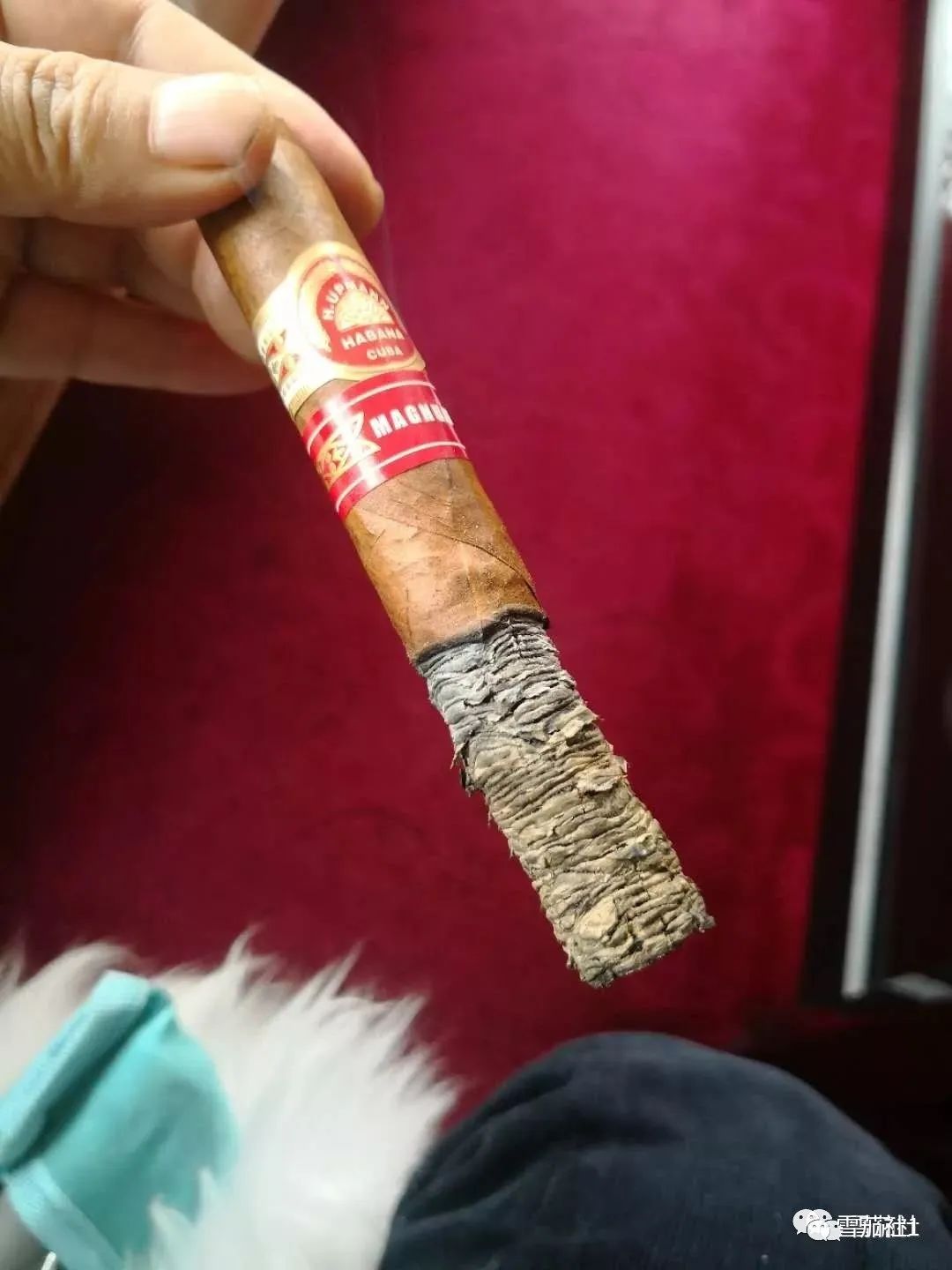 雪茄烟灰的颜色一直是一些雪茄爱好者关注的一个焦点.