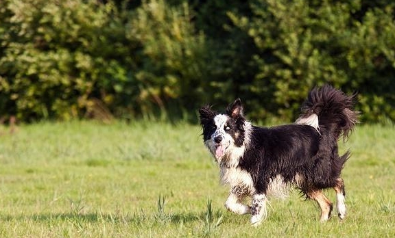 人气较高的中型犬种类有?关于中型犬的特征以及喂养方法