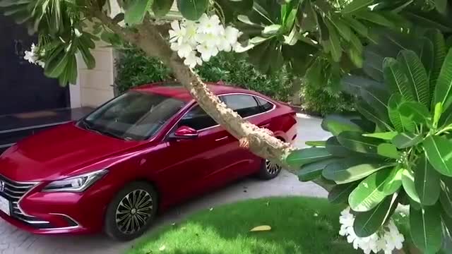 2021款长安逸动蓝鲸版抢先实拍，近距离了解后，买不买朗逸自己定