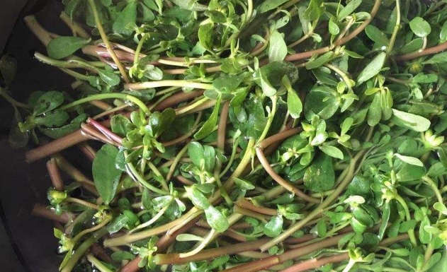 路边的这种野菜,杀菌功效比蒲公英好100倍,可惜十人九不知!