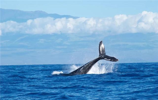 鲸鱼的祖先生活在陆地上吗 29e9-ivrxcex1378690.png