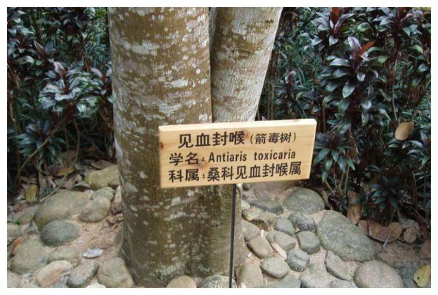 世界之最的三种树木均在我国,第一个仅剩4株,箭毒木只可远观