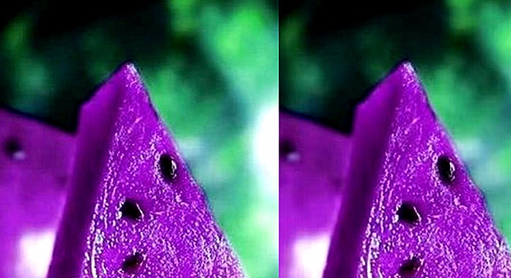 "彩色水果"起风了?本以为蓝草莓够奇葩,看到紫色白香果我酸了
