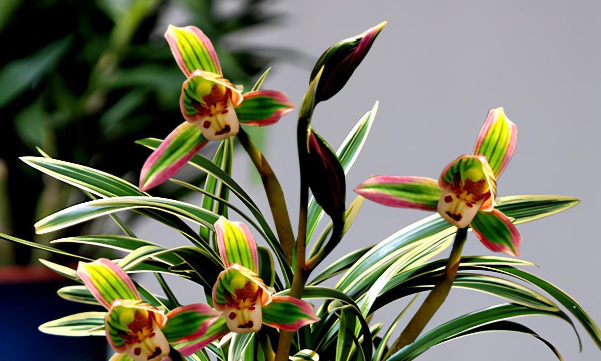 科技兰矮种,科技兰好养吗