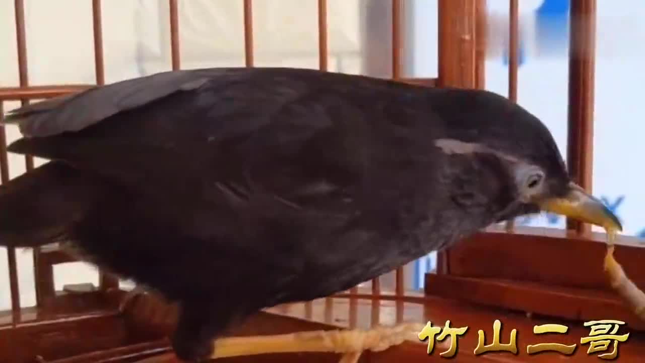 近距离看黑画眉鸟在鸟友的提示下看看这只画眉鸟有何不同
