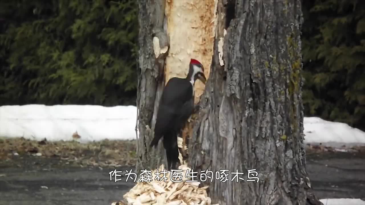 啄木鸟疯狂袭击幼鸟,啄食脑袋"吞食"大脑,画面十分残忍!