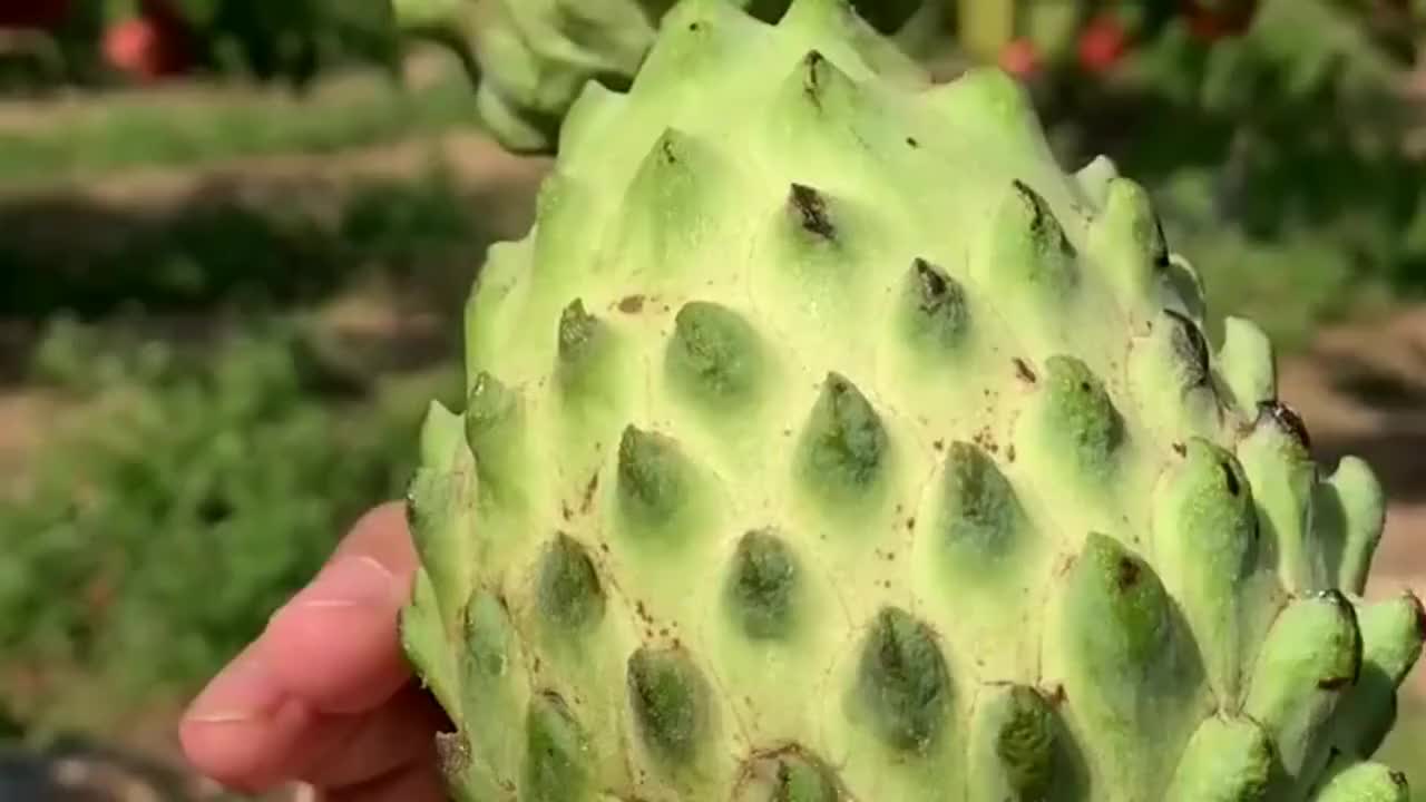 世界上最甜的水果,很多人都没吃过,你知道这是什么水果吗?