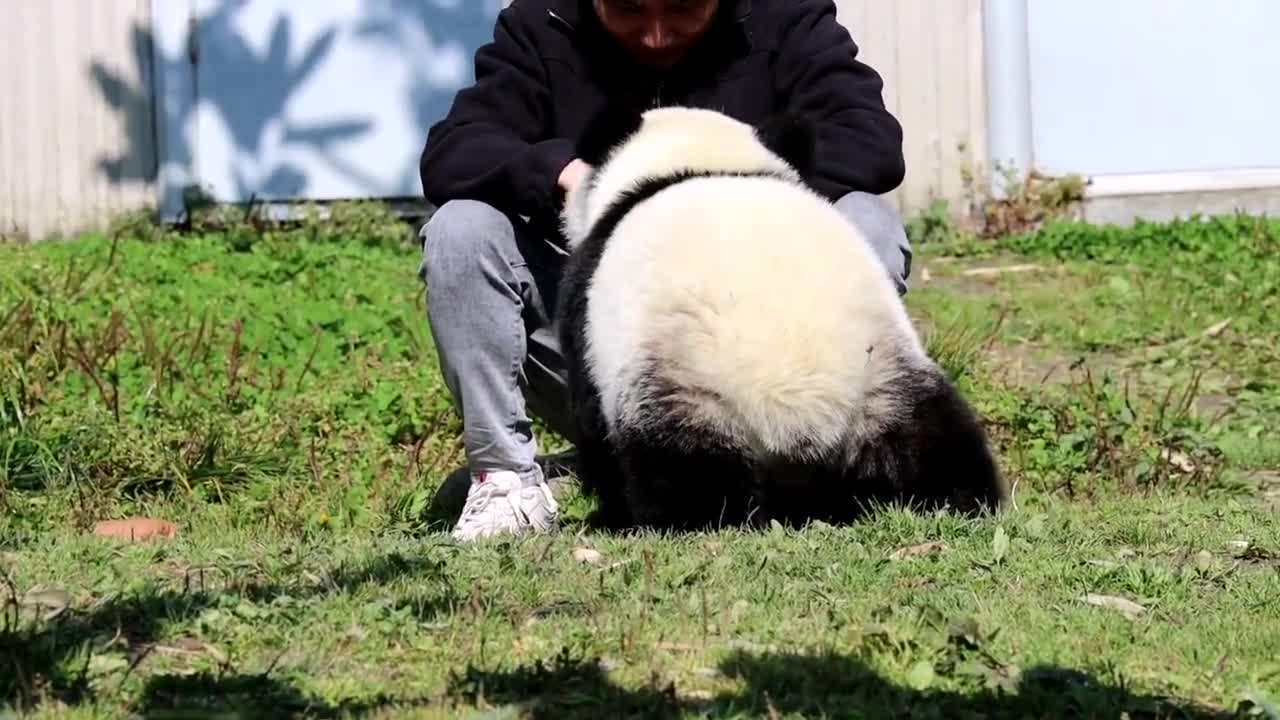 熊猫乔兜兜奶爸在干活我要去帮忙