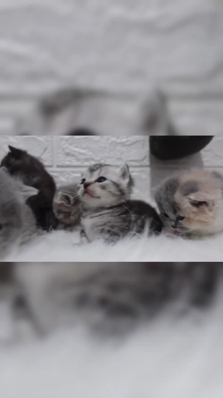 我有一堆小奶猫我就不撸我就看着诶就是玩