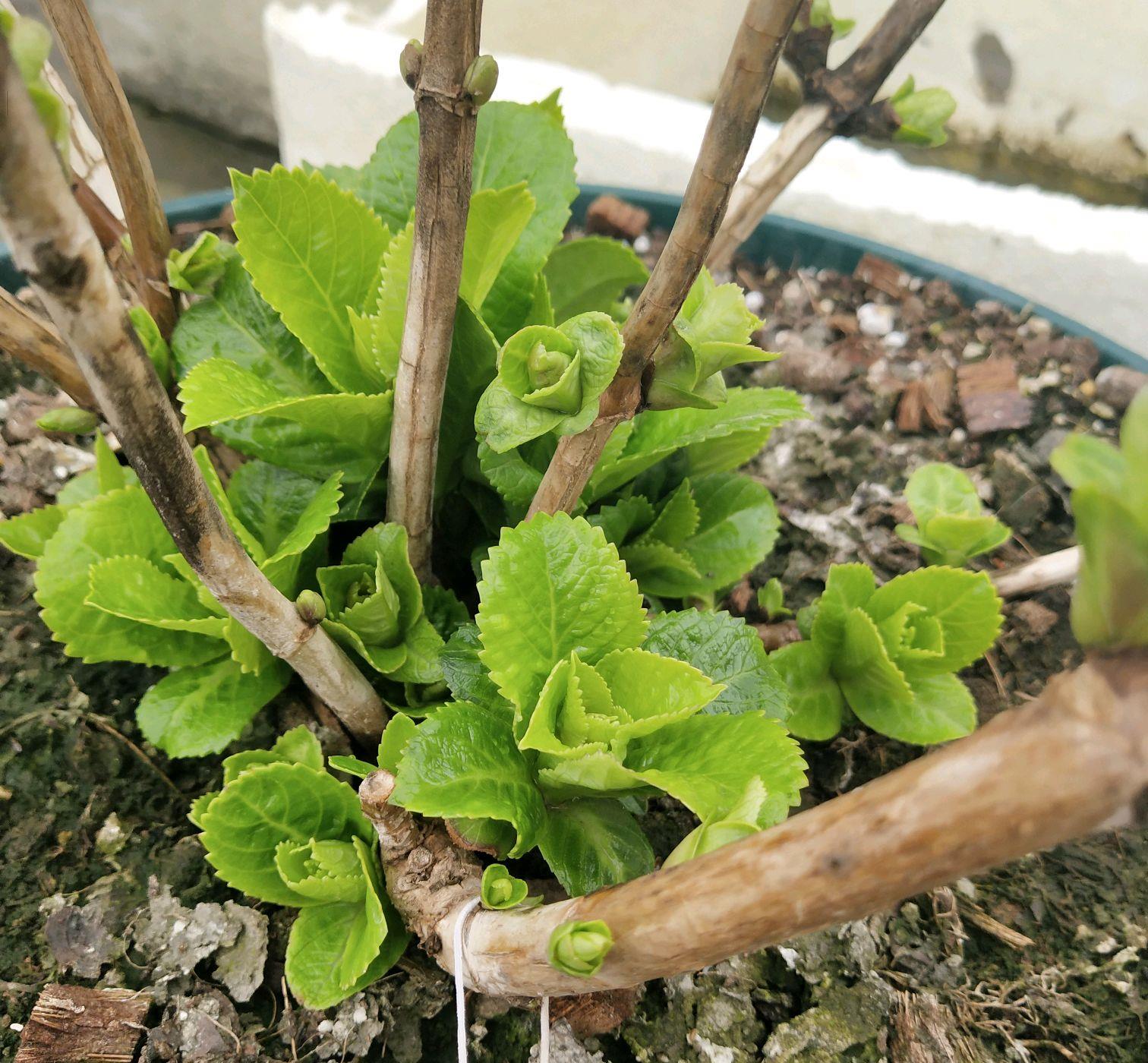 绣球花在冬季提前冒芽了会影响来年开花吗小心盲芽猖狂