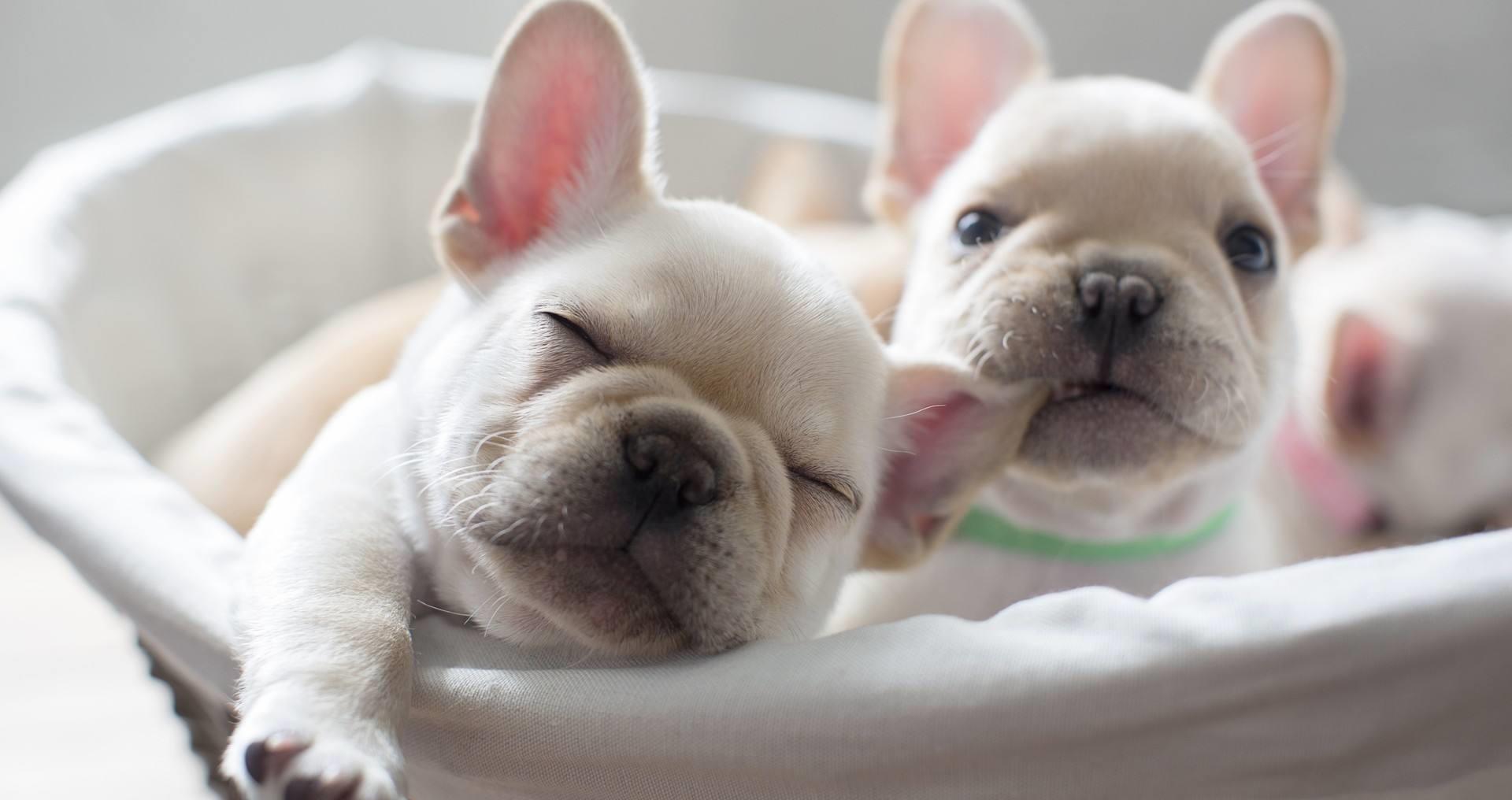 最好养的狗 新浪（移动端）