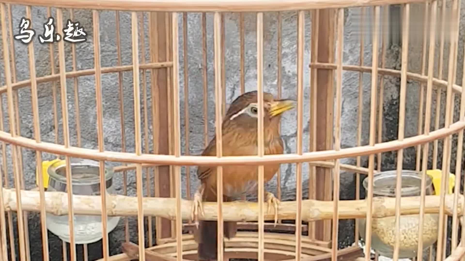 母鸟叫声:母画眉鸟沙哑的叫声,拿给你家画眉鸟听听