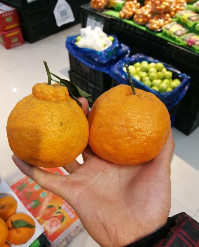 春见粑粑柑和丑橘的区别,耙耙柑的主要性状和栽培