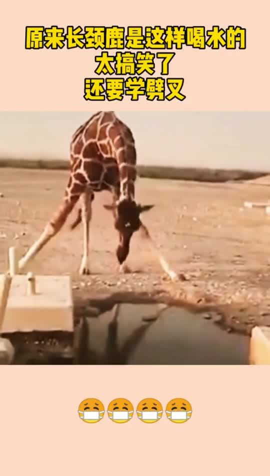 原来长颈鹿是这样喝水的,太搞笑了,还要学会劈叉