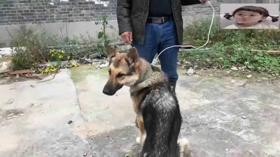 捷克狼犬,德牧与狼的完美结合,狼犬中的珍品