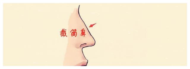 截筒鼻所谓截筒鼻指的是鼻子生的如截筒一般,平直高挺且鼻头整齐端正